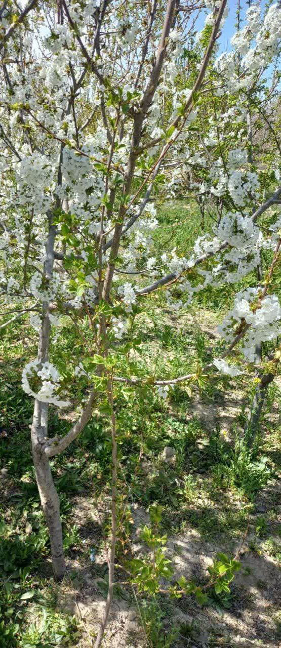 #چالش_عکس_بهاری_ابرده1403 image